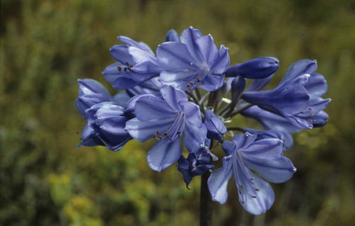 Agapanthus africanus