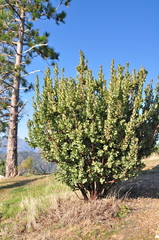 Arctostaphylos hooveri