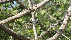 Polioptila caerulea image