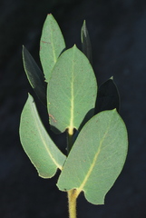 Arctostaphylos hooveri