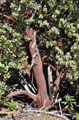 Arctostaphylos hooveri