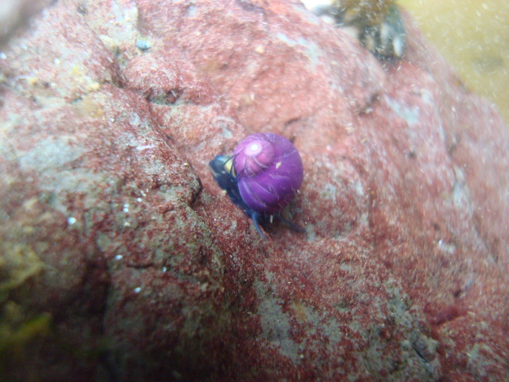 Smooth Pink Snail