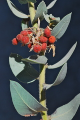 Arctostaphylos hooveri