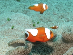 Amphiprion polymnus