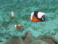 Amphiprion polymnus