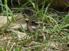 Ameiva praesignis