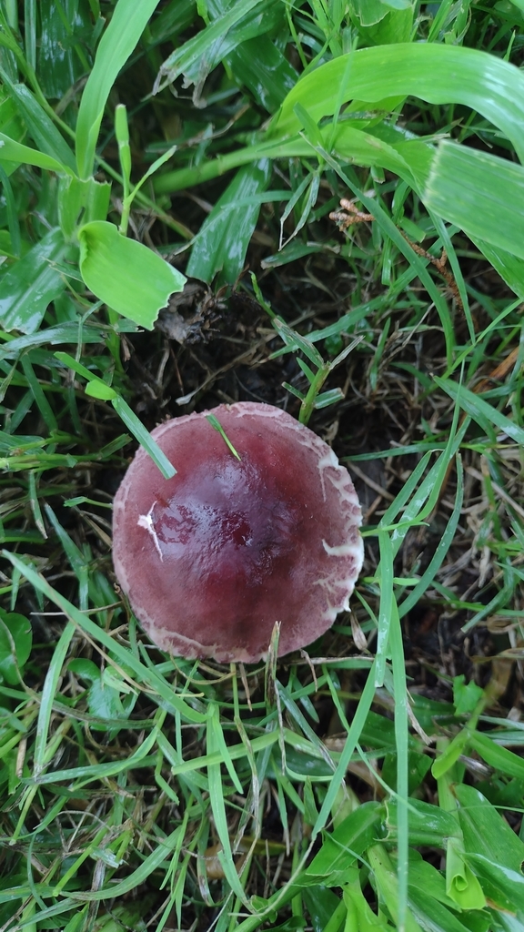 Leucocoprinus lilaceus · February 2021 · photo: © mariazeta (iNaturalist, cc-by)