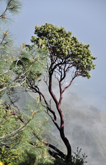 Arctostaphylos hooveri
