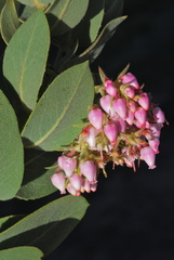 Arctostaphylos hooveri