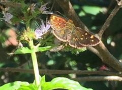Butleria bissexguttatus
