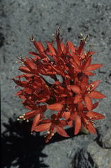 Brunsvigia marginata