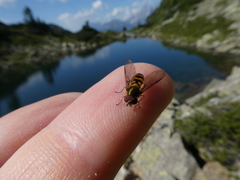 Parasyrphus lineolus