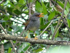 Catharus aurantiirostris
