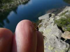 Parasyrphus lineolus