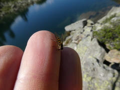 Parasyrphus lineolus