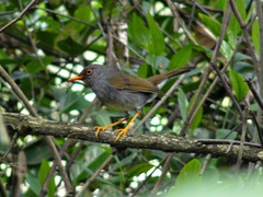 Catharus aurantiirostris