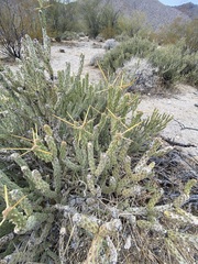 Cylindropuntia tesajo