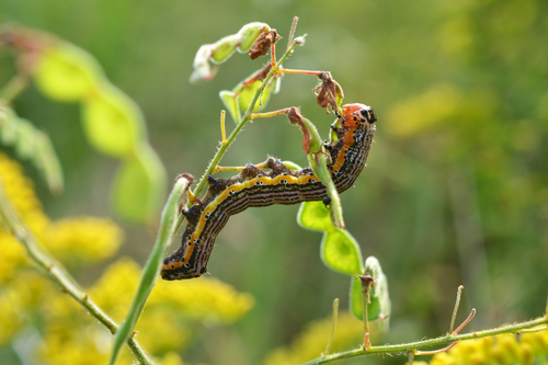 Purple-lined Sallow photo 5