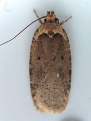 Agonopterix nigrinotella