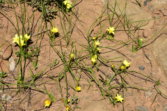Romulea flava