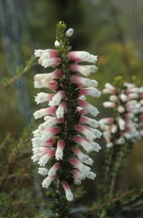 Erica leucotrachela