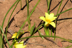 Romulea flava