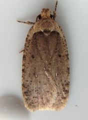 Agonopterix canadensis