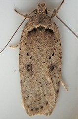 Agonopterix nigrinotella