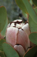 Protea stokoei