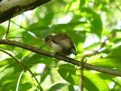 Picumnus olivaceus