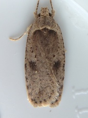 Agonopterix clemensella