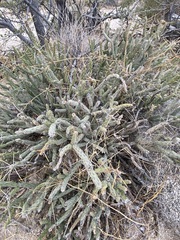 Cylindropuntia tesajo