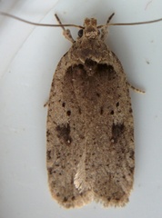 Agonopterix canadensis
