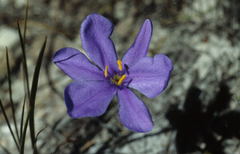 Aristea glauca