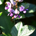 Cape Butterflypea - Photo (c) alexwirth, some rights reserved (CC BY-NC)
