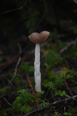 Helvella compressa