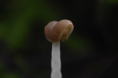 Helvella compressa