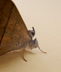 Oxyodes