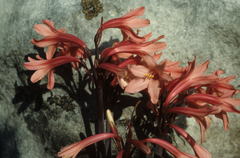 Cyrtanthus ventricosus