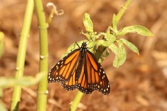 Danaus plexippus