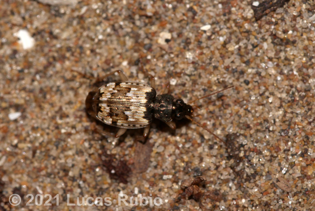 Tetragonoderus pictus