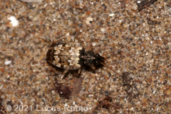 Tetragonoderus pictus