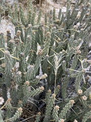 Cylindropuntia tesajo