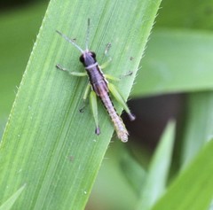 Methiolopsis geniculata