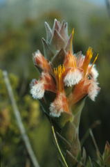 Mimetes capitulatus