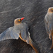 Red-billed Oxpecker - Photo (c) Marie Delport, some rights reserved (CC BY-NC), uploaded by Marie Delport