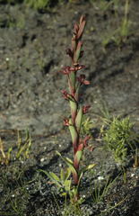 Disa ophrydea