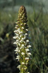 Disa obtusa