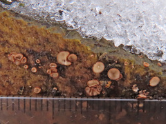 Lasiobelonium variegatum