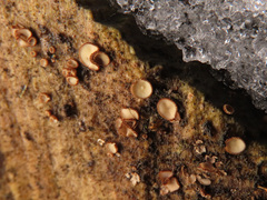 Lasiobelonium variegatum